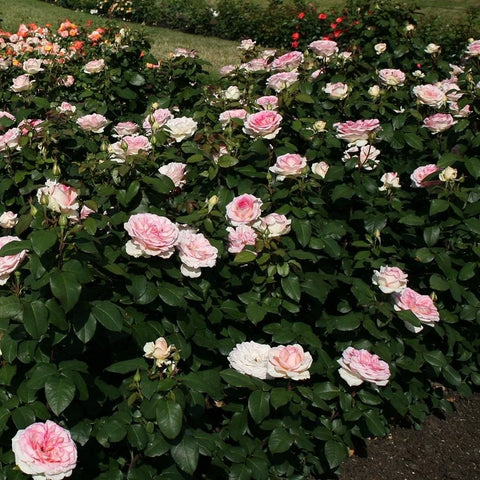 Pink and cream rose bush with many blossoms in a garden bed