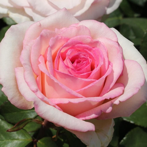 Soft pink rose bloom with curled petals and pale center