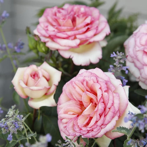 Cluster of pale pink roses with lavender flowers and green leaves