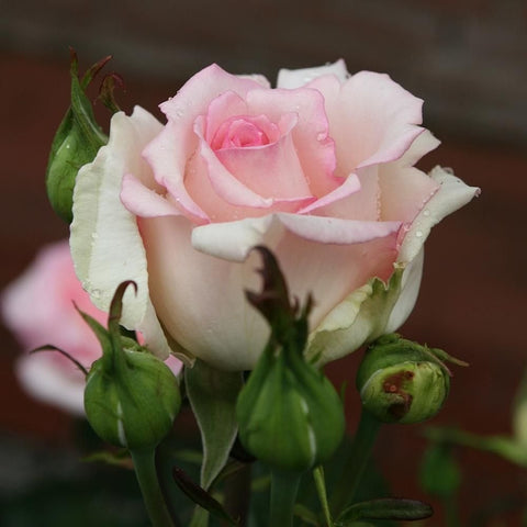Light pink rose bloom with green buds and stems