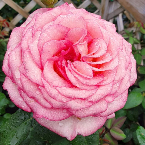 Large pink rose bloom with visible water droplets on petals