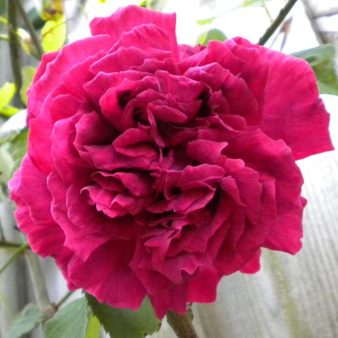Bright pink double rose bloom with tightly layered ruffled petals