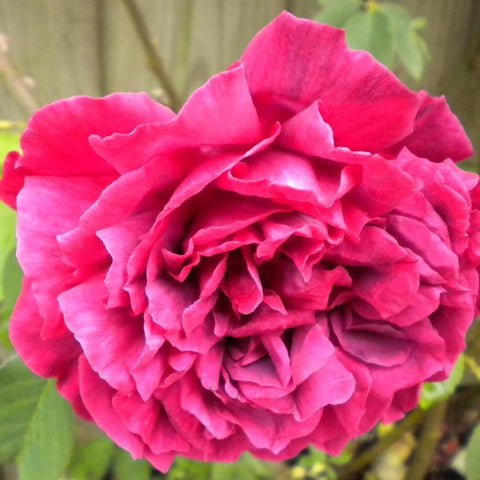 Close-up bright pink rose flower with dense, ruffled petal layers