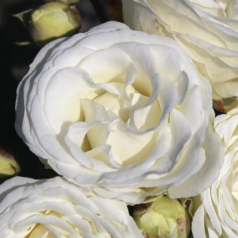 White rose blooms with layered petals and green buds on a dark background