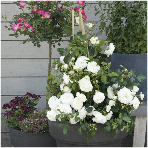 White rose plant in a round container with green leaves and buds on patio