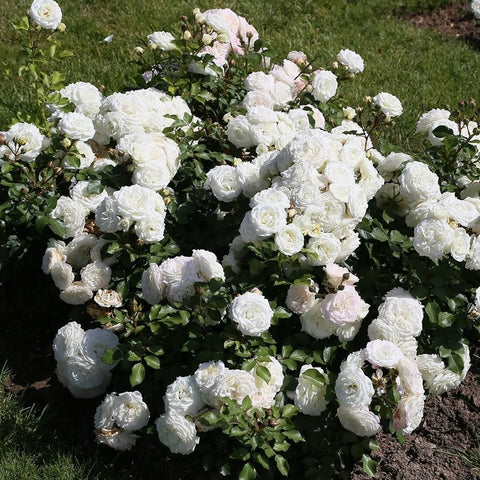 Cluster of white rose blossoms with dark green foliage in a garden bed