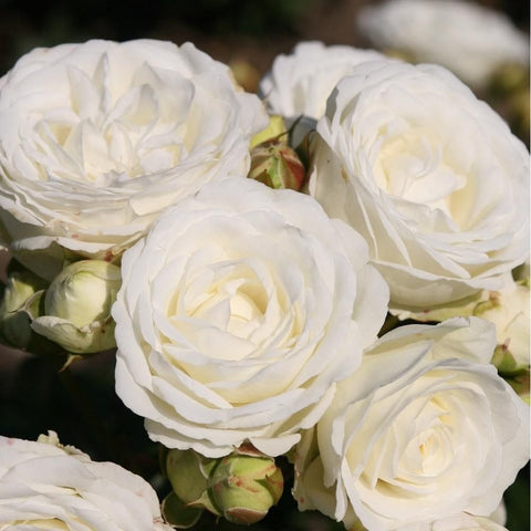 White rose flowers with creamy centers and green buds, close-up view