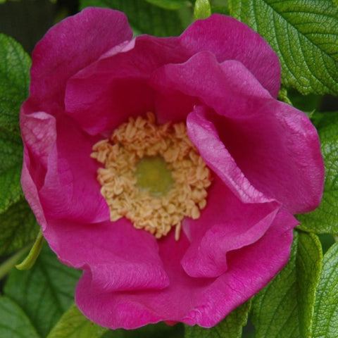 Scabrosa rose bloom, magenta-pink petals with yellow center, on green leaves