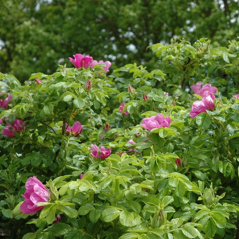 Pink rose blooms on a leafy shrub with dense green foliage