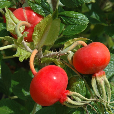 Rose hips on green stems and leaves, with small pink rose flowers