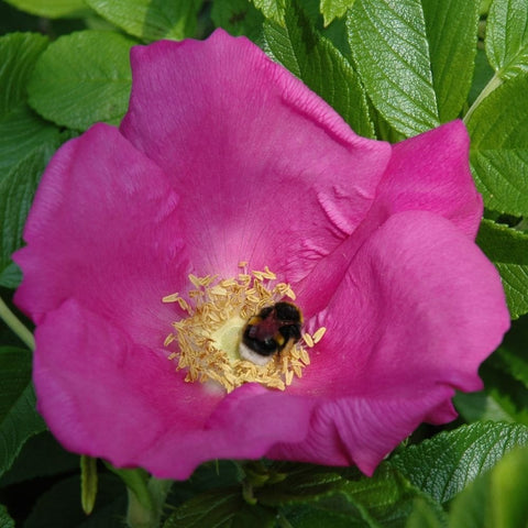 Rose bloom, magenta-pink petals around yellow center with a bee