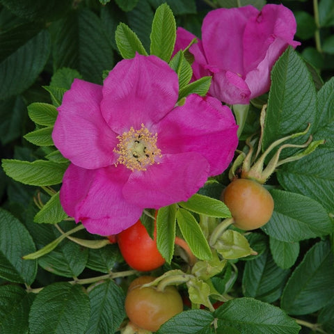 Cluster of pink rose flowers and round orange-red hips on green leaves