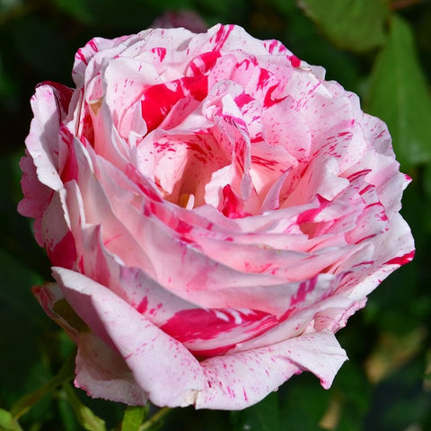 Two-tone white and pink rose bloom with red speckles and layered petals