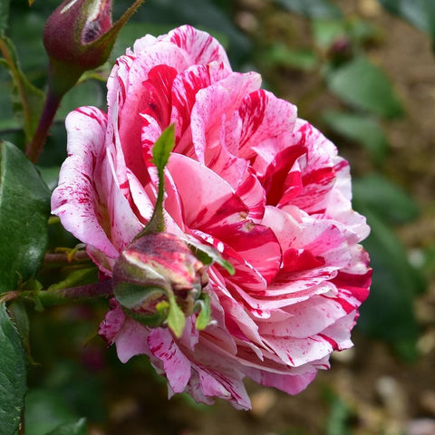 White and pink rose bloom with bright red stripes; green leaves and bud nearby