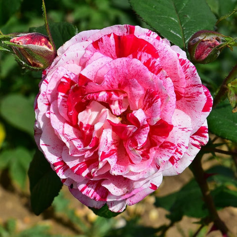 Pink and white rose bloom with red center stripes; surrounding green leaves and buds