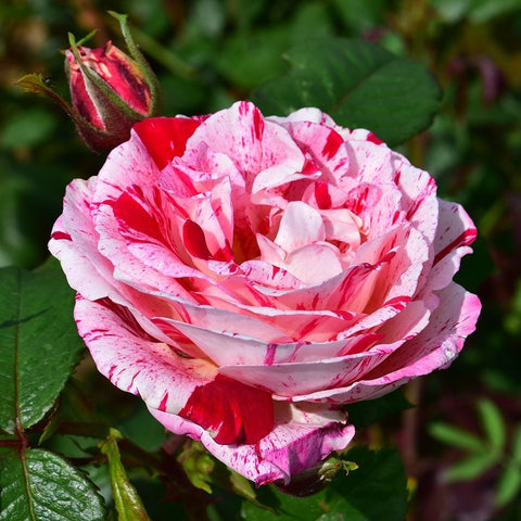 Single white and pink rose with deep red blotches; green buds and leaves