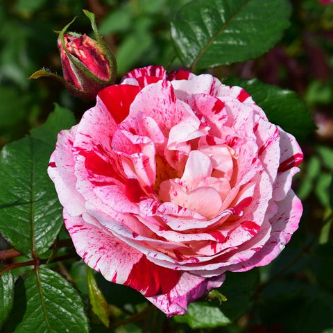 White and pink rose bloom with vivid red center stripes; green leaves and red bud