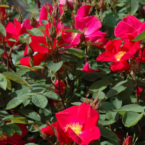 Red rose blooms with green leaves on a shrub