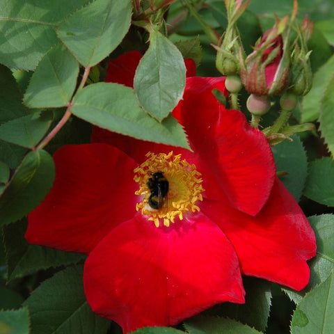 Single red rose flower with yellow stamens and green leaves