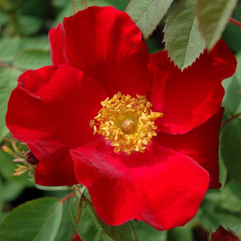 Close-up of red rose flower with yellow center and green foliage