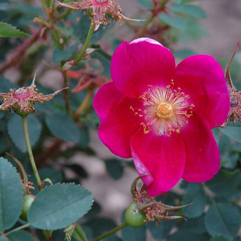Magenta five-petal rose flower on stems with small green buds and leaves