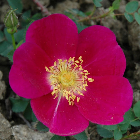 Close-up of magenta rose flower with yellow stamens and green foliage