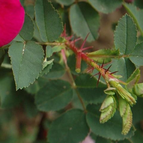 Rose plant stems with green serrated leaves and red flower buds
