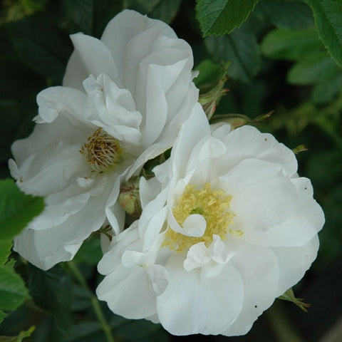 Schneezwerg rose flower with white layered petals and yellow center