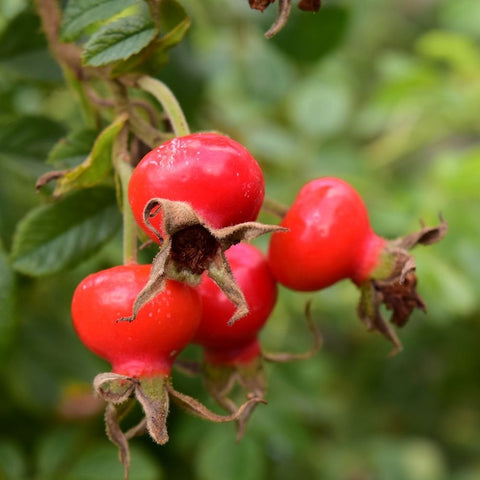 Rose hips cluster with bright red fruits on green stems and leaves