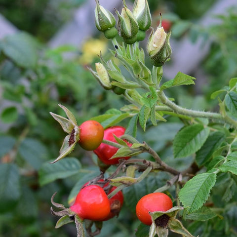 Rose buds and small red fruits on branching stems with green leaves