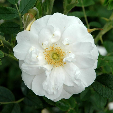 White rose flower with layered petals and pale yellow center