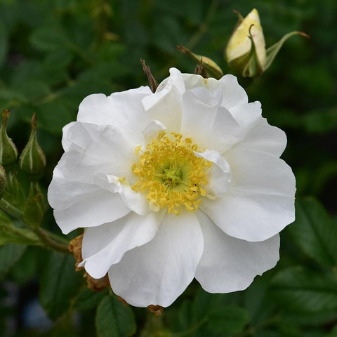 White rose bloom with yellow center and surrounding green leaf clusters
