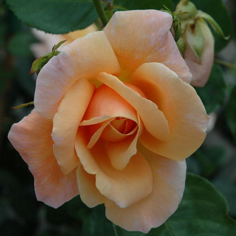 Schoolgirl rose bloom with peach-apricot layered petals