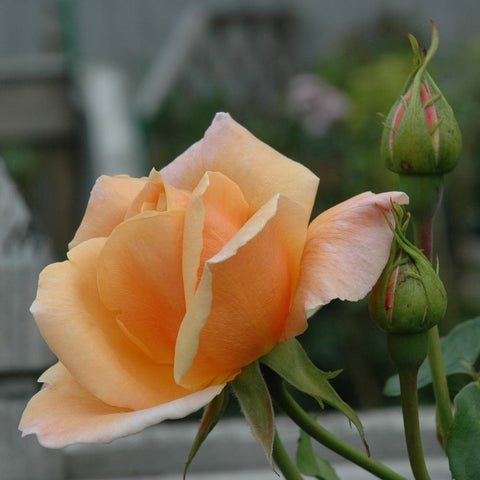 Peach-orange rose bloom with green buds on stems