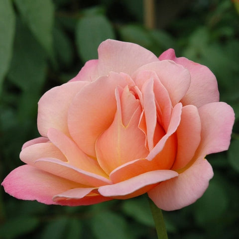 Pink rose bloom with warm orange center and ruffled petals