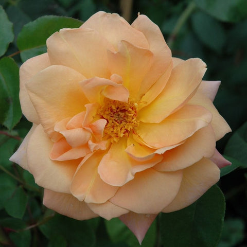 Creamy yellow rose bloom with open center and layered petals