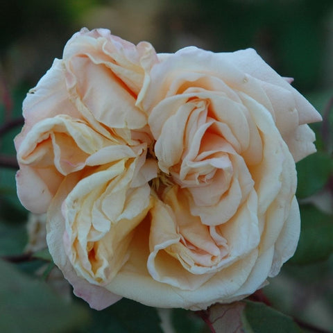 Cream-white double rose blossoms with curled petals and green leaves