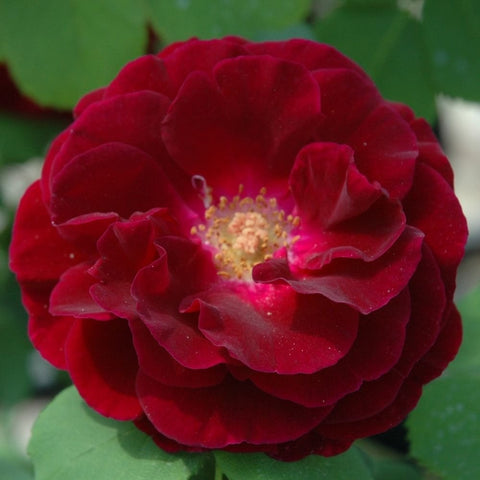 Deep red rose bloom with ruffled petals and yellow center on green leaves