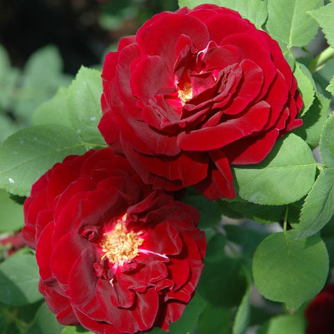 Dark red double rose flower with yellow stamens, with green leaves nearby