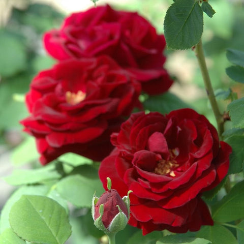 Red rose blooms and buds with green leaves on stems