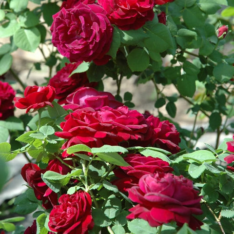 Red rose cluster with ruffled petals and green leaves
