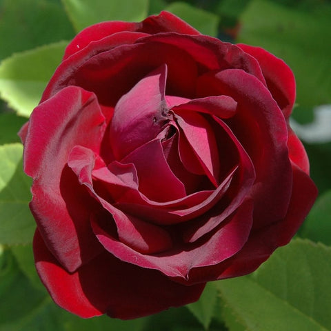 Dark red rose bloom with layered petals and yellow center