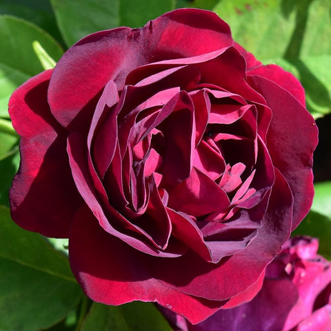 Red double rose flower with layered petals and green leaves