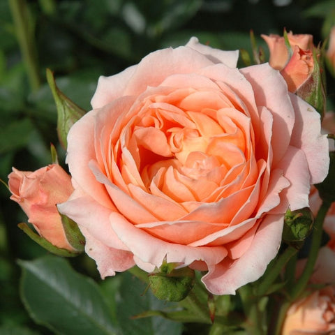 Light peach rose blossom with layered petals on green stems and leaves