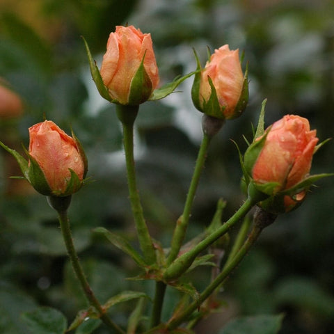 Orange-pink rose buds clustered on green stems with small leaves