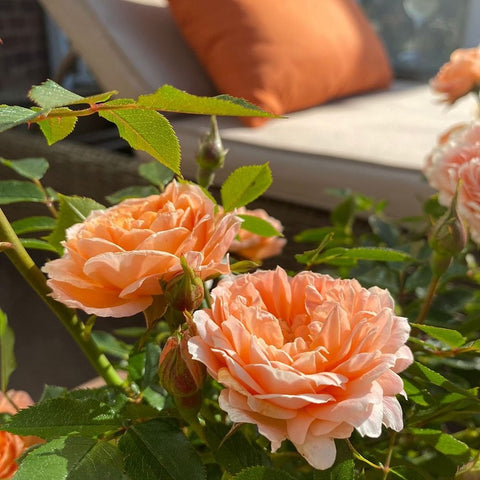 Two peach rose blossoms on a rose bush with green leaves and buds