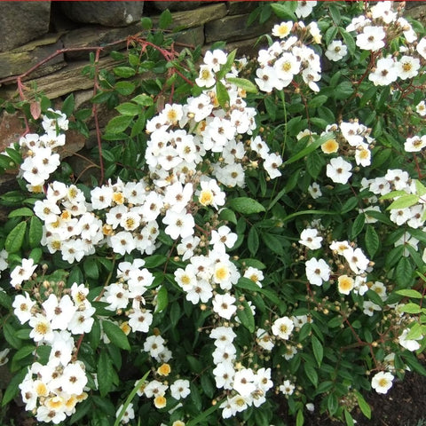 Cluster of small white rose flowers with yellow centers and dark green leaves