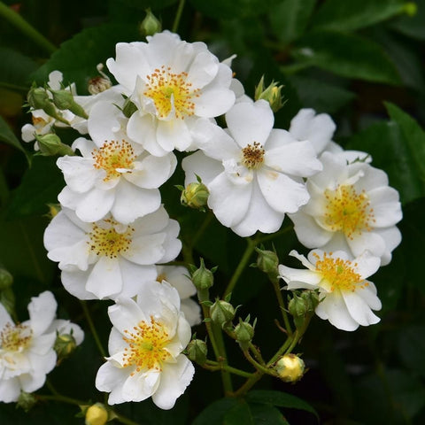 Close-up of white rose blossoms with yellow-speckled centers and green bud clusters