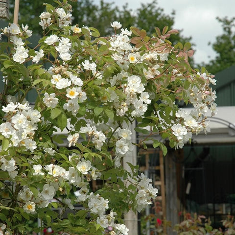 White rose flower spray on spreading leafy shrub with thin branches