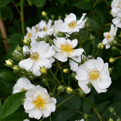 White rose blossoms with yellow centers and green buds among glossy green leaves